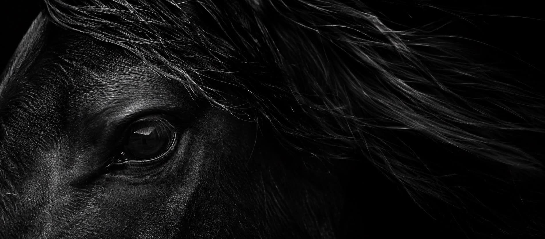 Black horse — the story behind the leather